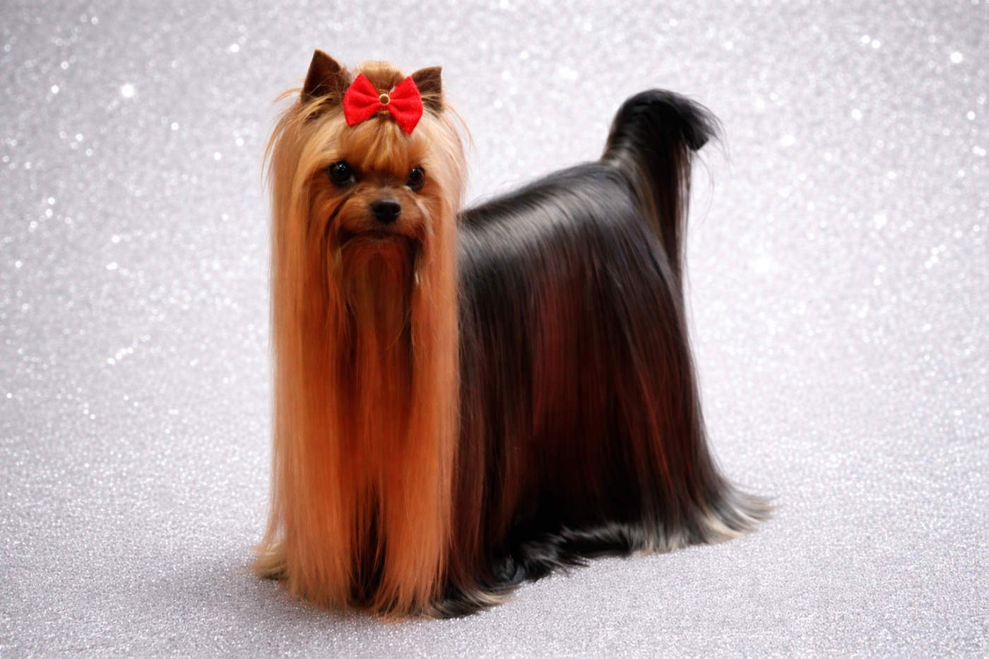 CH. Very Castel D Argent Multi CH BISS  SHE S LIKE THE WIND