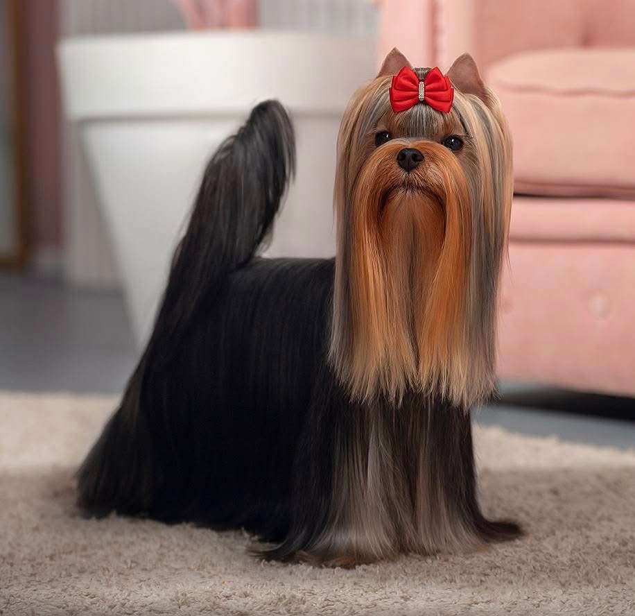 CH. CH BROWNIE MC GHEE  solar city