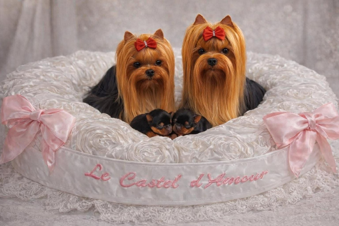 Chiot Yorkshire Terrier castel d'argent