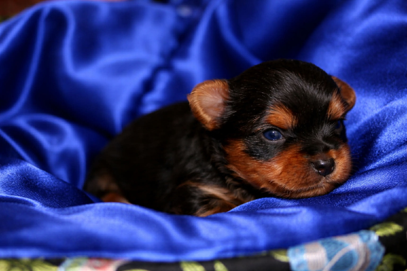 castel d'argent - Chiots disponibles - Yorkshire Terrier